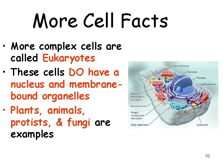 More Cell Facts • More complex cells are called Eukaryotes • These cells DO