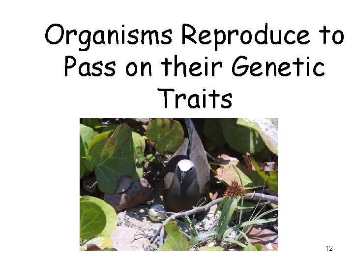 Organisms Reproduce to Pass on their Genetic Traits 12 