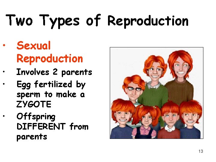 Two Types of Reproduction • Sexual Reproduction • • • Involves 2 parents Egg