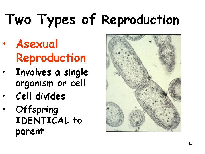 Two Types of Reproduction • Asexual Reproduction • • • Involves a single organism