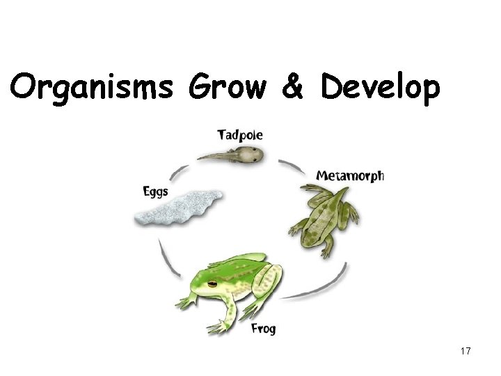 Organisms Grow & Develop 17 