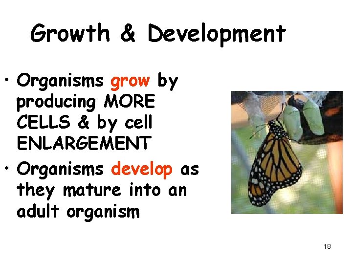 Growth & Development • Organisms grow by producing MORE CELLS & by cell ENLARGEMENT