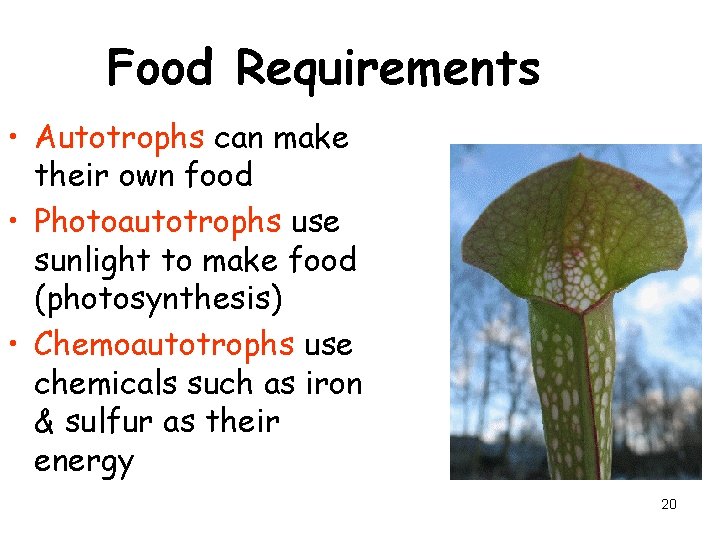 Food Requirements • Autotrophs can make their own food • Photoautotrophs use sunlight to