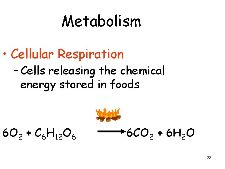 Metabolism • Cellular Respiration – Cells releasing the chemical energy stored in foods 6