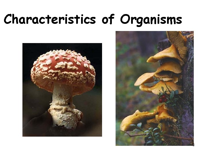 Characteristics of Organisms 5 