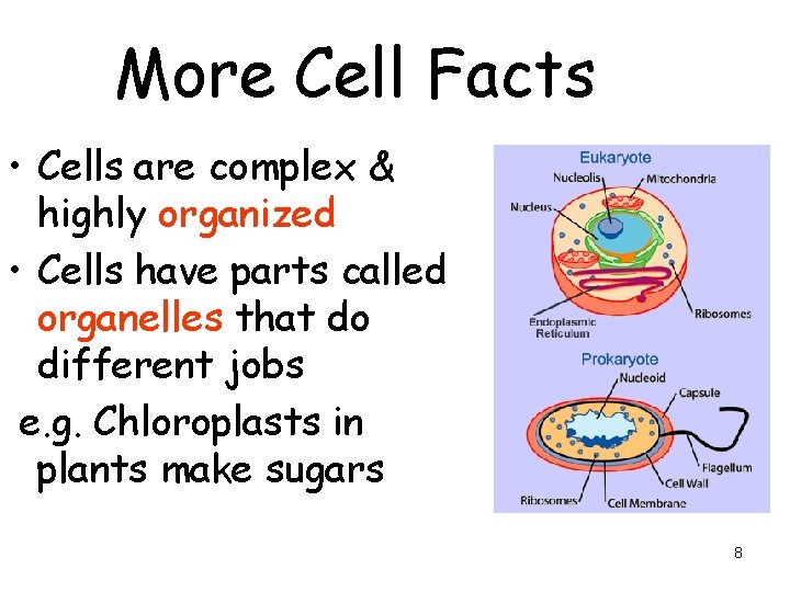 More Cell Facts • Cells are complex & highly organized • Cells have parts