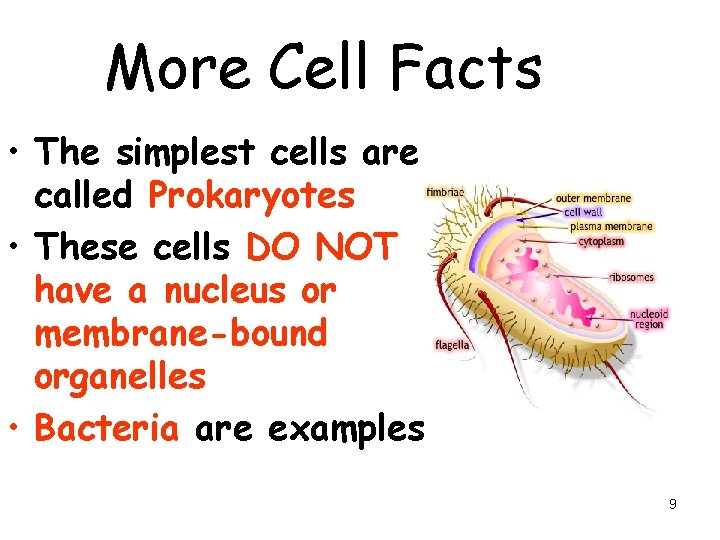 More Cell Facts • The simplest cells are called Prokaryotes • These cells DO