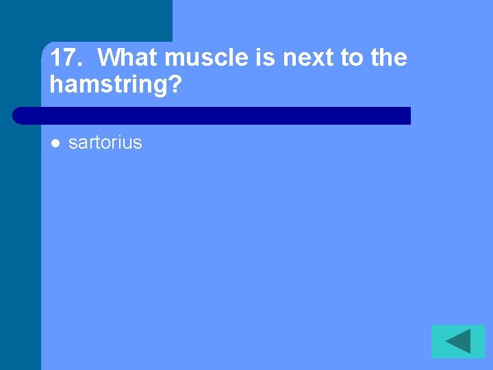 17. What muscle is next to the hamstring? l sartorius 