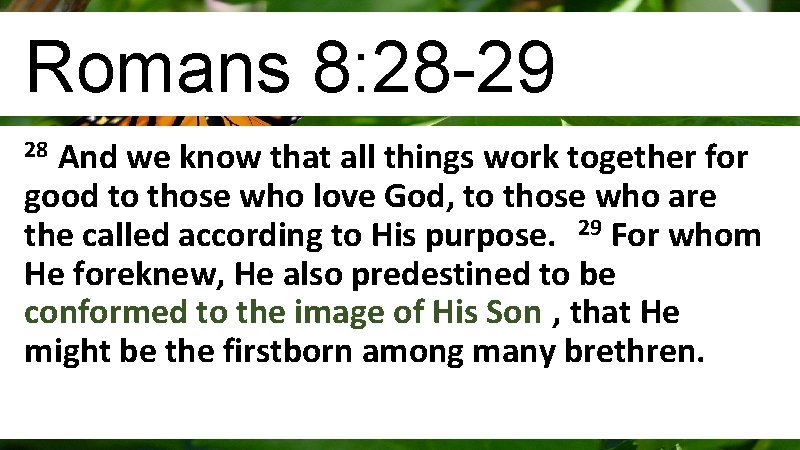 Romans 8: 28 -29 And we know that all things work together for good