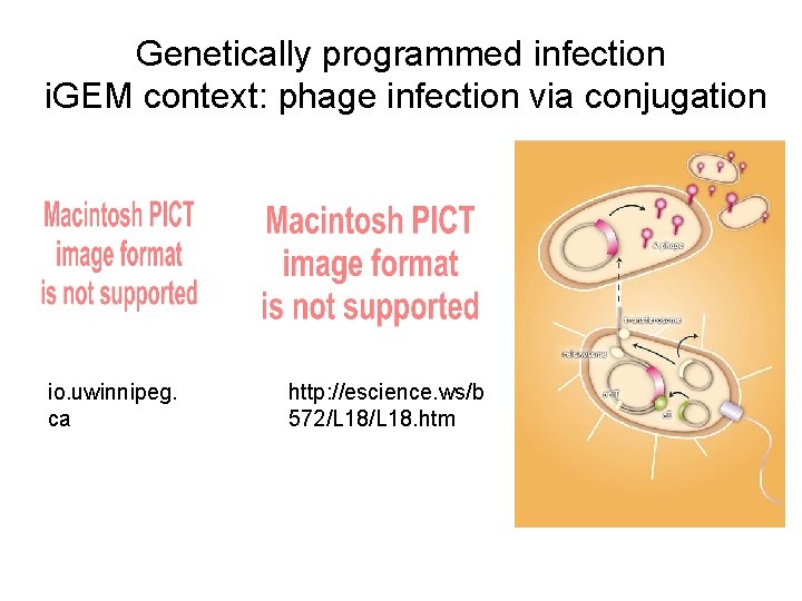 Genetically programmed infection i. GEM context: phage infection via conjugation io. uwinnipeg. ca http: