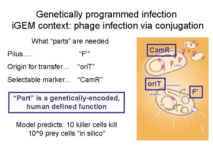 Genetically programmed infection i. GEM context: phage infection via conjugation What “parts” are needed