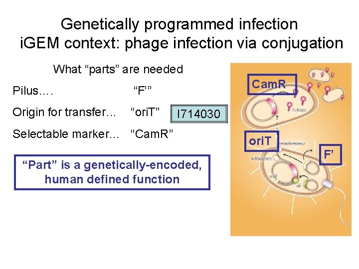 Genetically programmed infection i. GEM context: phage infection via conjugation What “parts” are needed