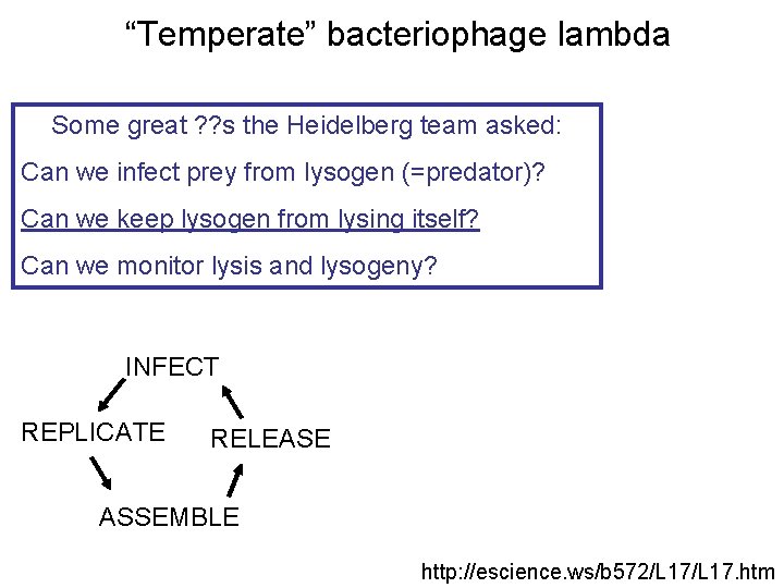 “Temperate” bacteriophage lambda Some great ? ? s the Heidelberg team asked: Can we