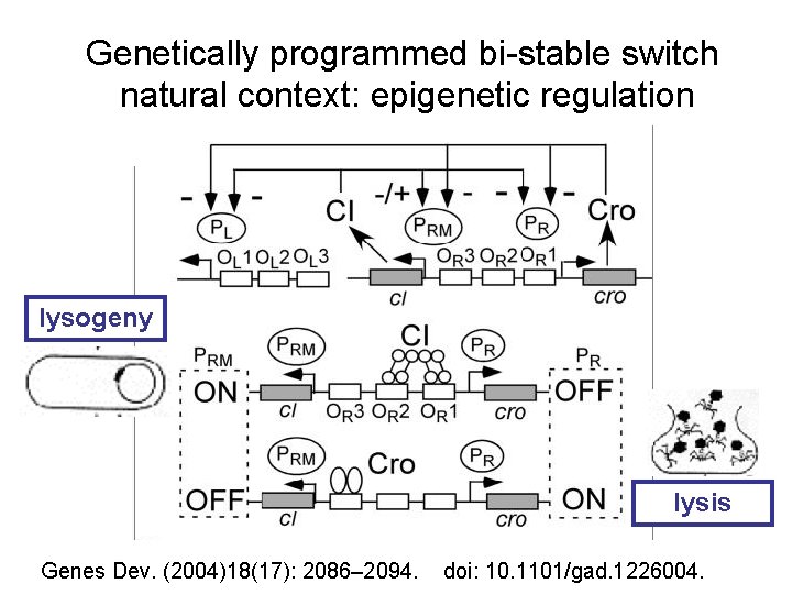 Genetically programmed bi-stable switch natural context: epigenetic regulation lysogeny lysis Genes Dev. (2004)18(17): 2086–