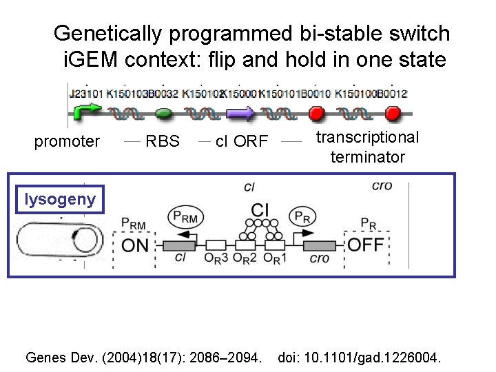 Genetically programmed bi-stable switch i. GEM context: flip and hold in one state promoter