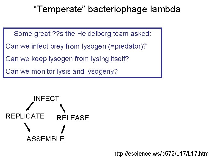 “Temperate” bacteriophage lambda Some great ? ? s the Heidelberg team asked: Can we