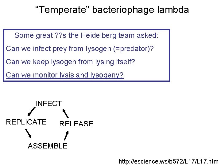 “Temperate” bacteriophage lambda Some great ? ? s the Heidelberg team asked: Can we