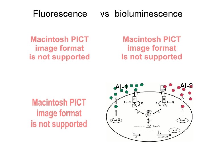 Fluorescence vs bioluminescence AI-1 AI-2 