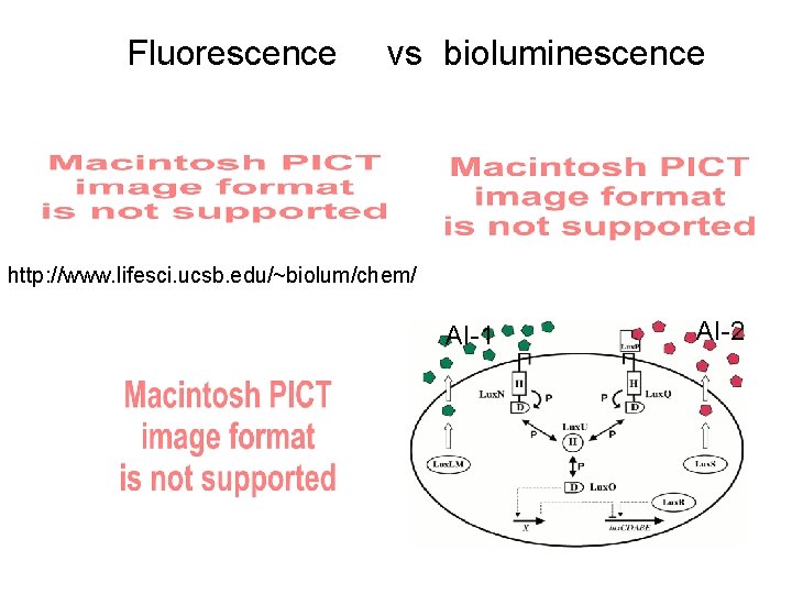 Fluorescence vs bioluminescence http: //www. lifesci. ucsb. edu/~biolum/chem/ AI-1 AI-2 