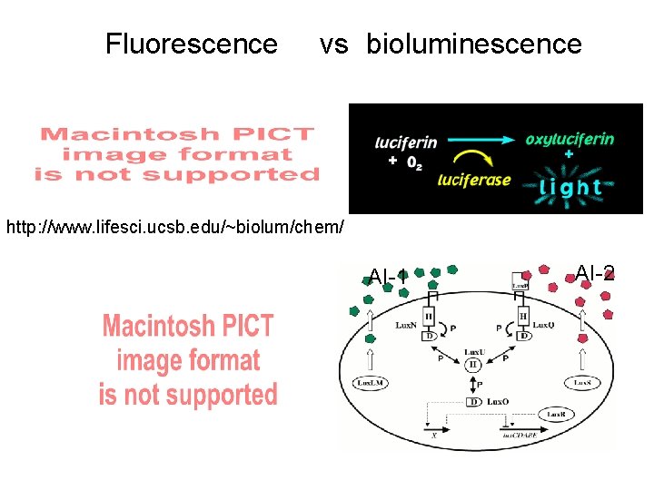 Fluorescence vs bioluminescence http: //www. lifesci. ucsb. edu/~biolum/chem/ AI-1 AI-2 