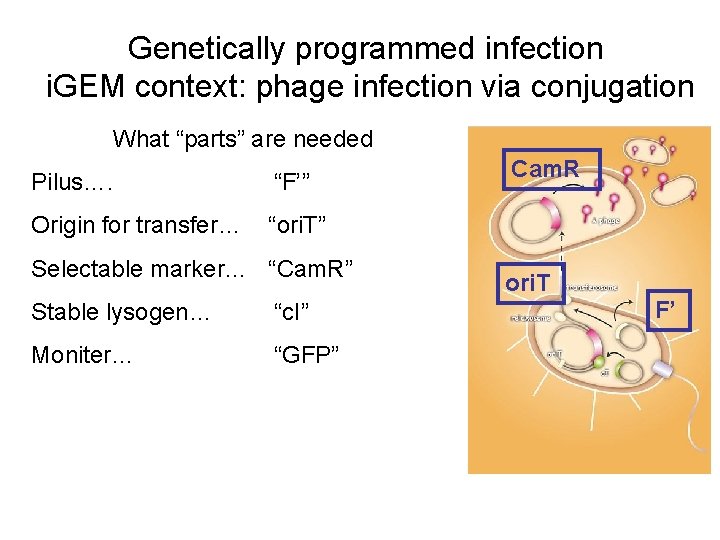 Genetically programmed infection i. GEM context: phage infection via conjugation What “parts” are needed