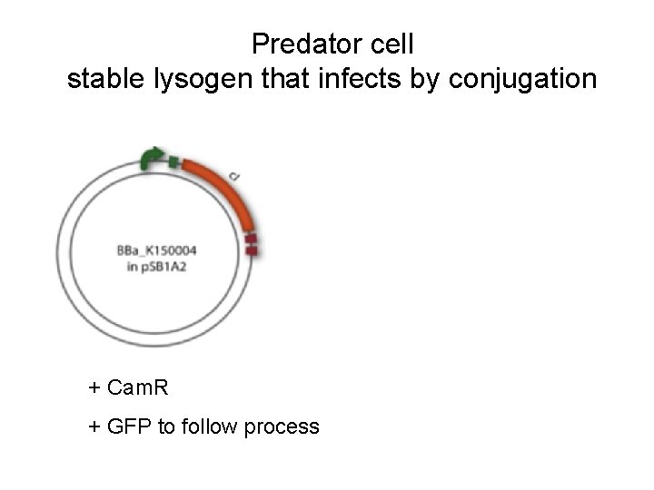 Predator cell stable lysogen that infects by conjugation + Cam. R + GFP to