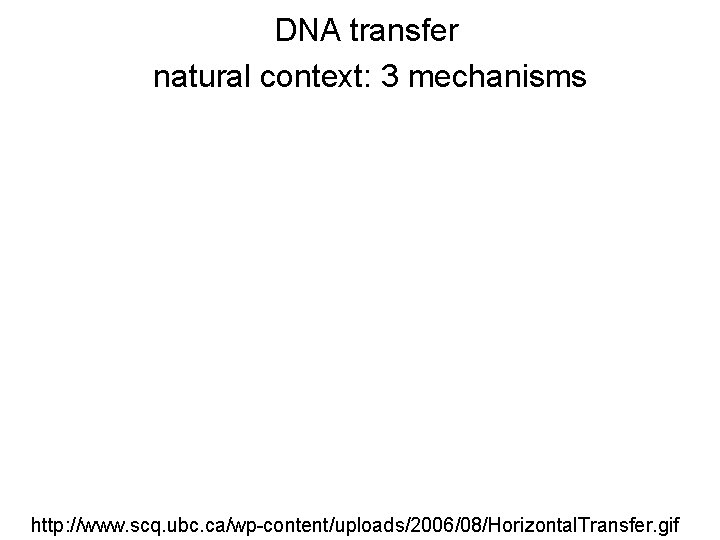 DNA transfer natural context: 3 mechanisms http: //www. scq. ubc. ca/wp-content/uploads/2006/08/Horizontal. Transfer. gif 