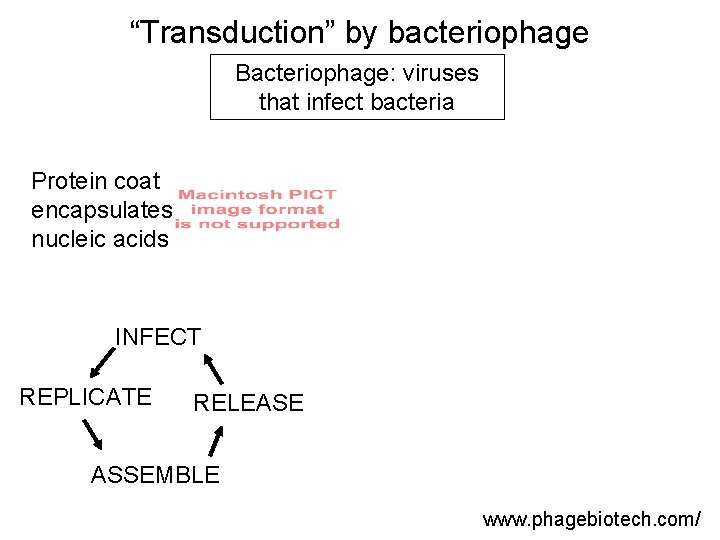 “Transduction” by bacteriophage Bacteriophage: viruses that infect bacteria Protein coat encapsulates nucleic acids INFECT