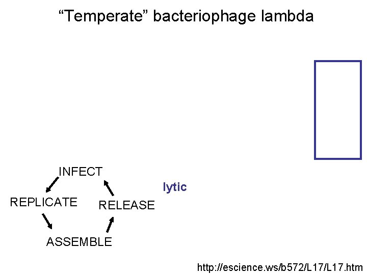 “Temperate” bacteriophage lambda INFECT lytic REPLICATE RELEASE ASSEMBLE http: //escience. ws/b 572/L 17. htm