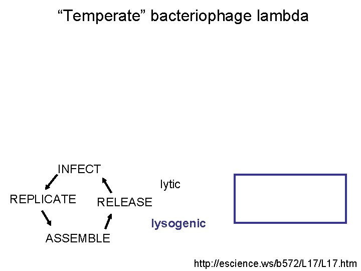 “Temperate” bacteriophage lambda INFECT lytic REPLICATE RELEASE lysogenic ASSEMBLE http: //escience. ws/b 572/L 17.