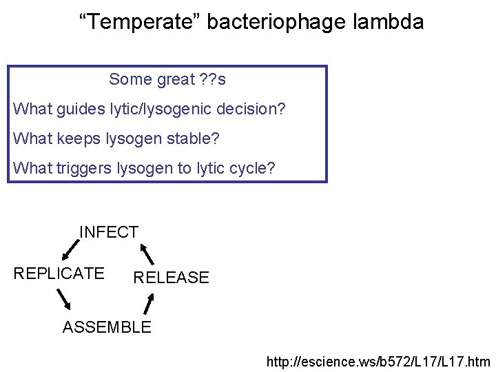 “Temperate” bacteriophage lambda Some great ? ? s What guides lytic/lysogenic decision? What keeps