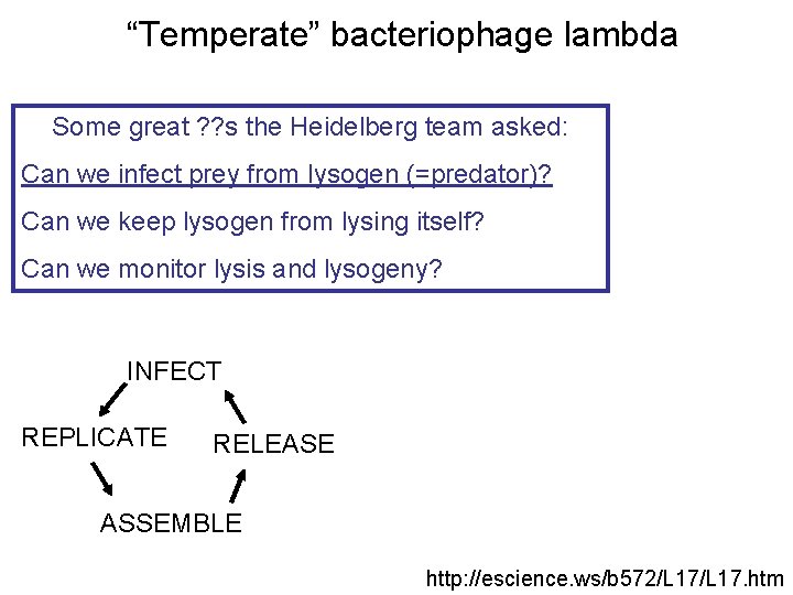“Temperate” bacteriophage lambda Some great ? ? s the Heidelberg team asked: Can we