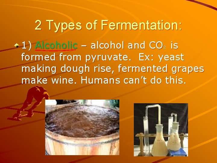 2 Types of Fermentation: 1) Alcoholic – alcohol and CO is formed from pyruvate.