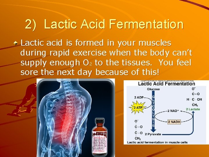 2) Lactic Acid Fermentation Lactic acid is formed in your muscles during rapid exercise