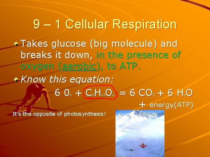 9 – 1 Cellular Respiration Takes glucose (big molecule) and breaks it down, in