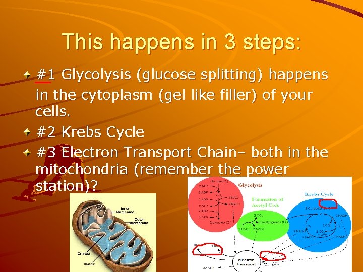 This happens in 3 steps: #1 Glycolysis (glucose splitting) happens in the cytoplasm (gel
