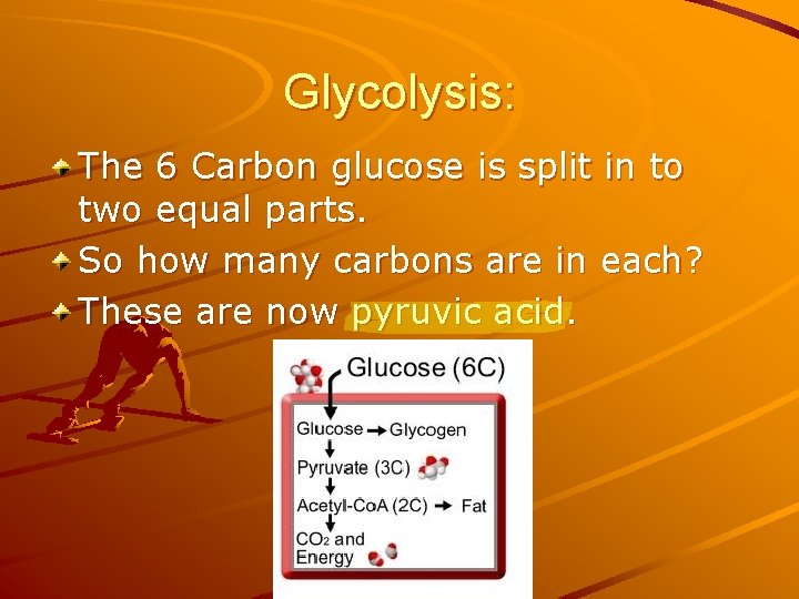 Glycolysis: The 6 Carbon glucose is split in to two equal parts. So how