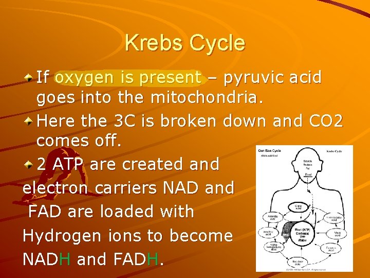 Krebs Cycle If oxygen is present – pyruvic acid goes into the mitochondria. Here