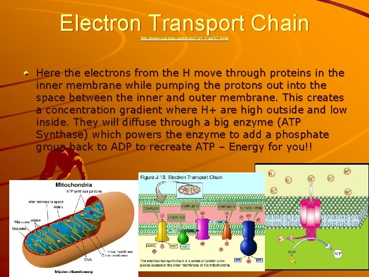 Electron Transport Chain http: //www. youtube. com/watch? v=_Pgjsf. Y 71 AM Here the electrons