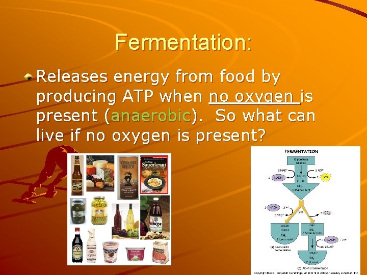 Fermentation: Releases energy from food by producing ATP when no oxygen is present (anaerobic).