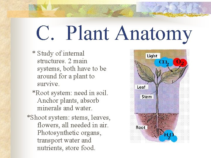 C. Plant Anatomy * Study of internal structures. 2 main systems, both have to