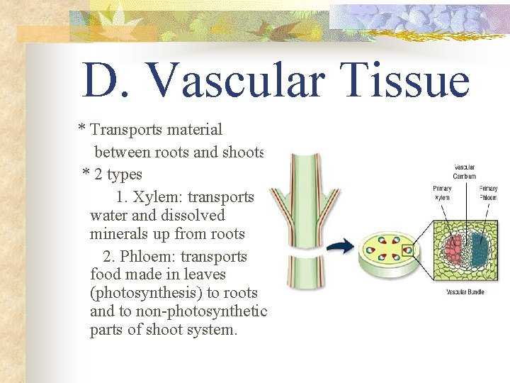 D. Vascular Tissue * Transports material between roots and shoots * 2 types 1.