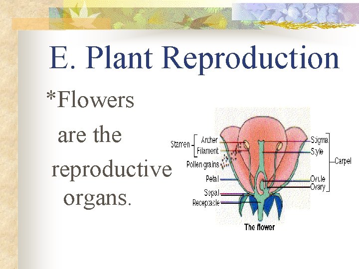 E. Plant Reproduction *Flowers are the reproductive organs. 