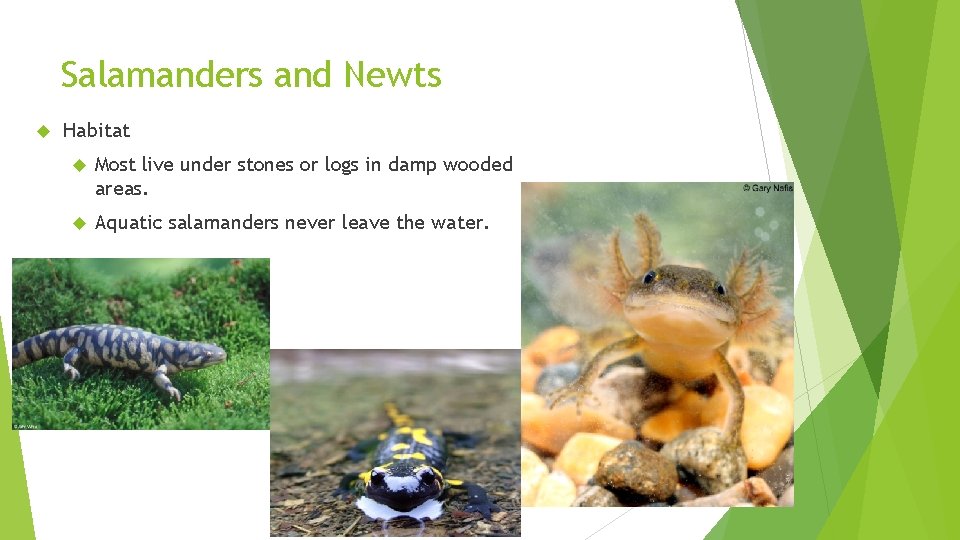 Salamanders and Newts Habitat Most live under stones or logs in damp wooded areas.