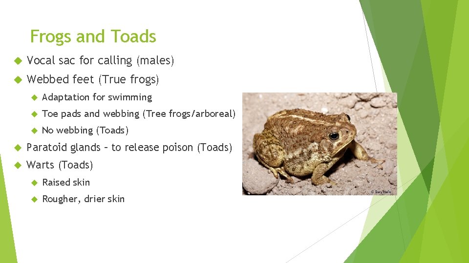 Frogs and Toads Vocal sac for calling (males) Webbed feet (True frogs) Adaptation for