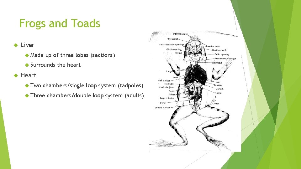 Frogs and Toads Liver Made up of three lobes (sections) Surrounds the heart Heart