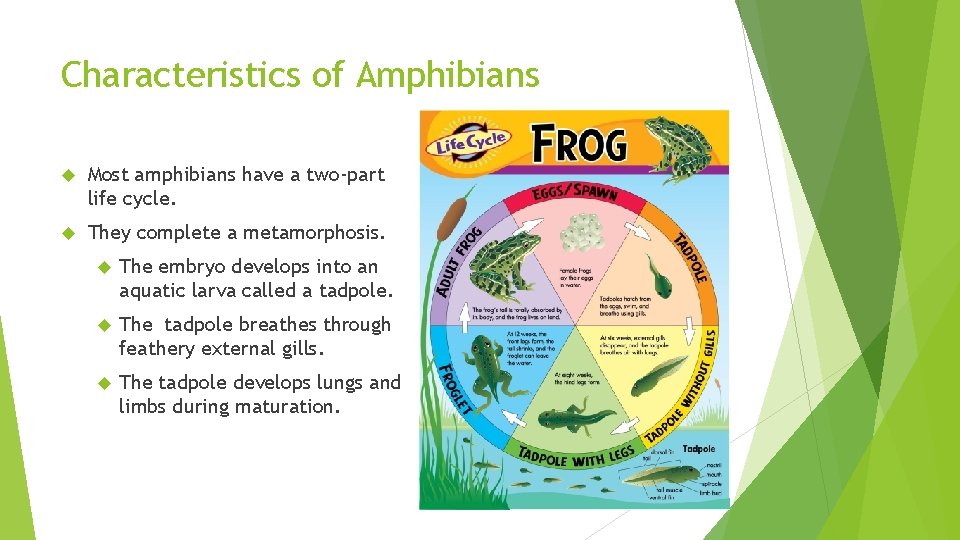 Characteristics of Amphibians Most amphibians have a two-part life cycle. They complete a metamorphosis.