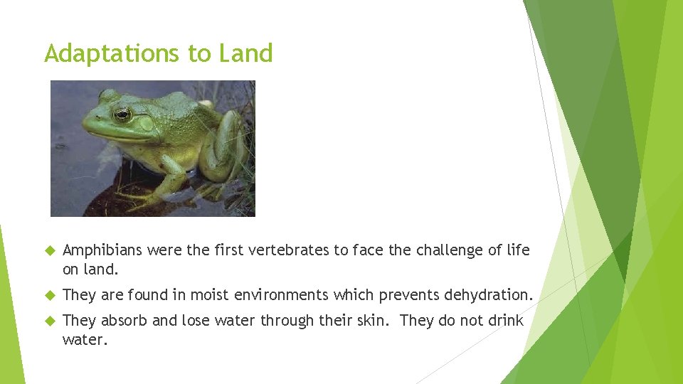 Adaptations to Land Amphibians were the first vertebrates to face the challenge of life