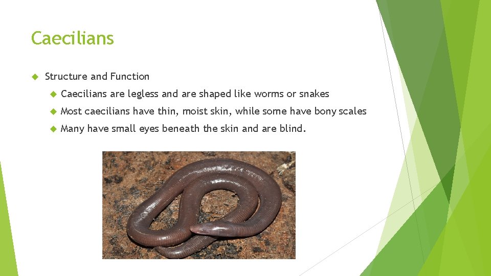 Caecilians Structure and Function Caecilians are legless and are shaped like worms or snakes