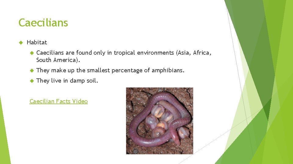 Caecilians Habitat Caecilians are found only in tropical environments (Asia, Africa, South America). They